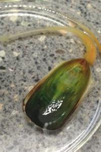 <em>Lingula anatina</em>