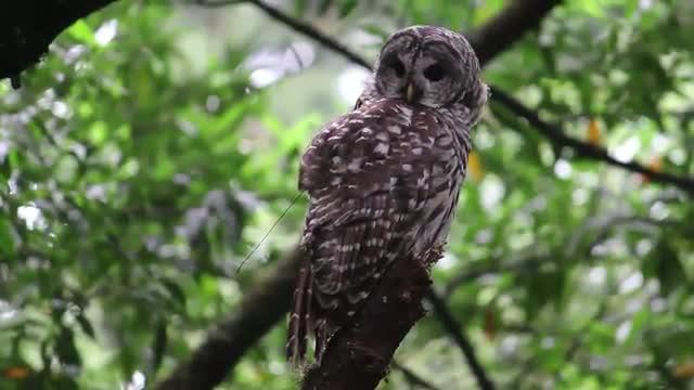 Spotted vs. Barred: Investigating Hybrid Owls in the West