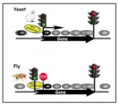 Scientists Identify Key Roadblock to Gene Expression