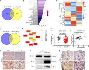 MCT4 regulates hub genes interactions to influence hepatic lipid metabolism.