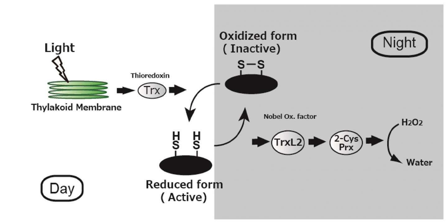 Redox Regulation in Plants to Control Photosynthetic Activity