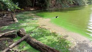 Algal bloom