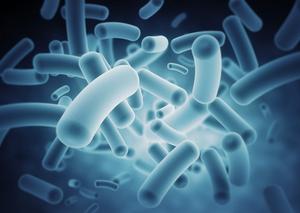 Gut Microbiota