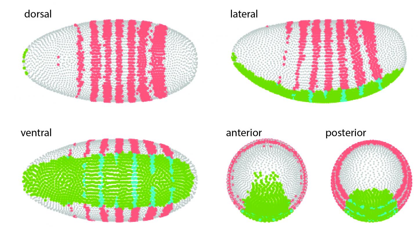 Making Predictions using the Virtual Embryo