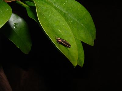 <I>Photinus carolinus</I> Firefly