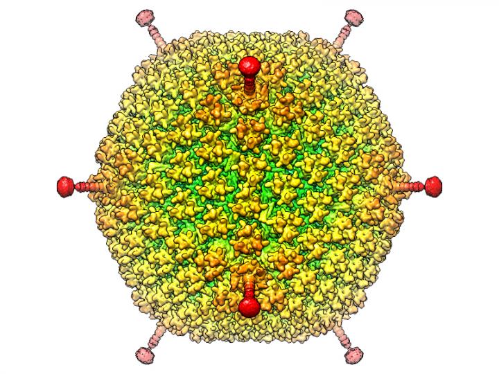 Species of Adenovirus (HAdV-D26)