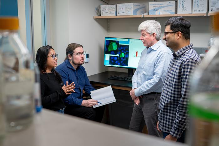 Research reveals how disordered protein regions contribute to cancer-causing condensates