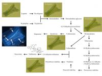 Cell Distribution of Terpenoid Indole Alkaloids