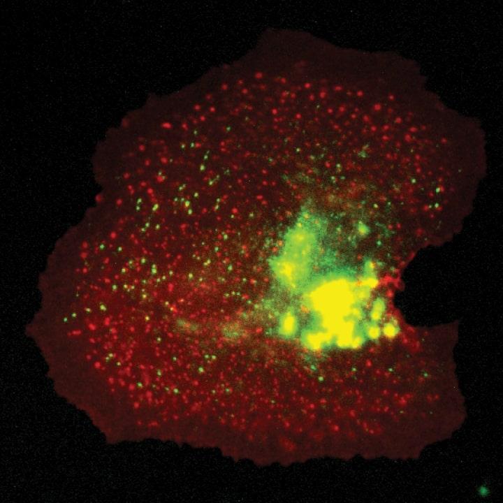Cell Response to Change in Force