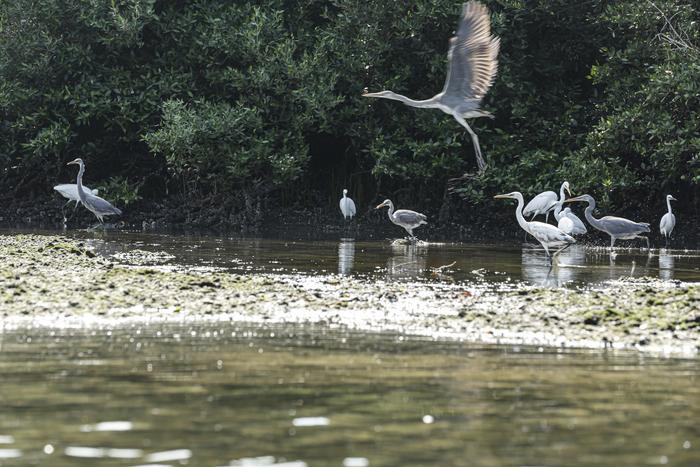 Mangrove birds