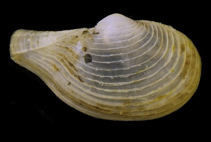 Myonera aleutiana