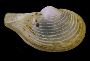 Myonera aleutiana