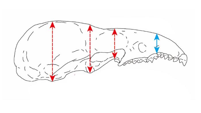 Photographs and schematic illustrations of shrew skulls.