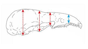 Photographs and schematic illustrations of shrew skulls.