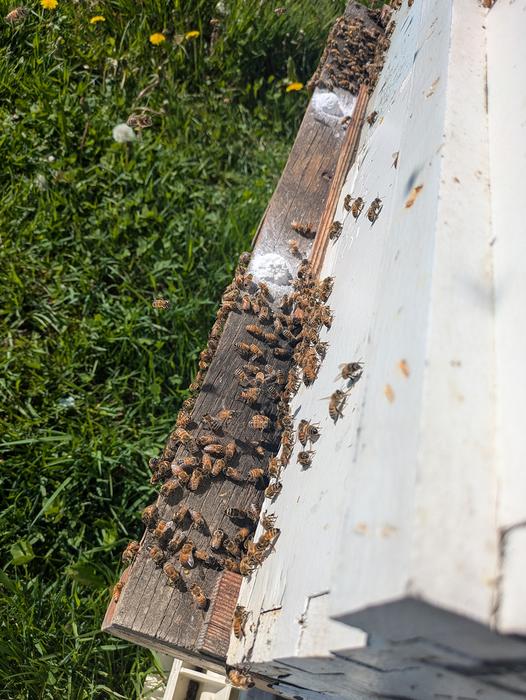 Feed with honey bee colony