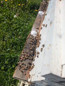 Feed with honey bee colony