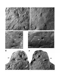 Best Coronacollina Specimens