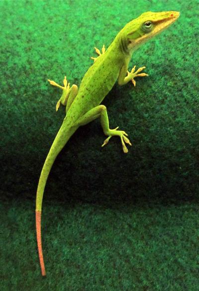 Researchers Discover Regenerated Lizard Tails Are Different from Originals