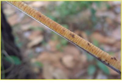 Tree Core