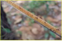 Tree Core