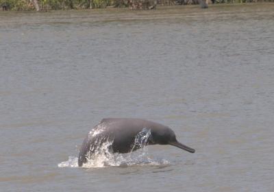Ganges River Dolphin