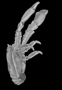 2.	MCZ73856_Munidopsis_girguisi_sp_nov_2