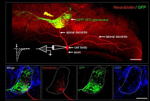 Study Offers Clue to Memory Formation in the Brain