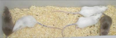 Genetically Heterogeneous Mice