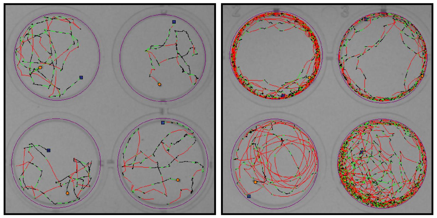 Zebrafish swimming patterns in WT vs NUS1 variant