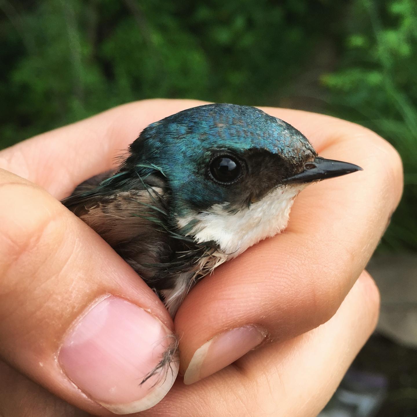 Tree Swallow Detail