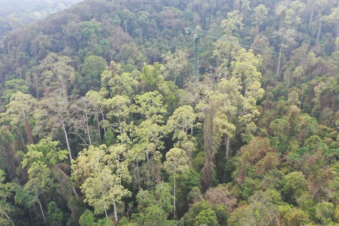 Tropical rainforest in Xishuangbanna
