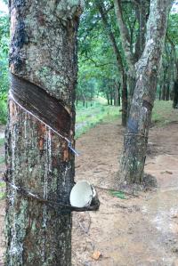 Rubber Tree