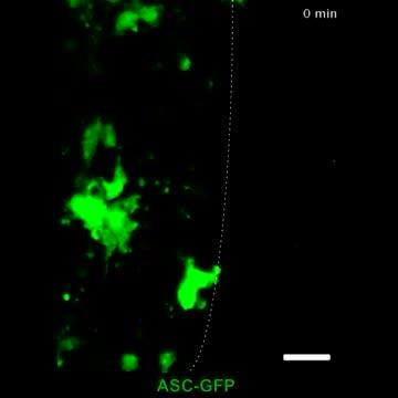 The Mechanism of an AIDS Vaccine Candidate Fimed in vivo
