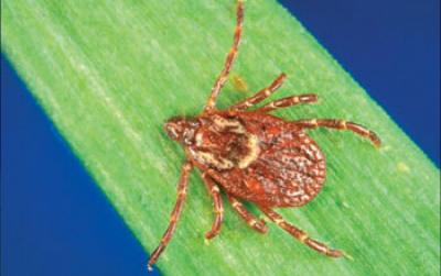 Closeup Photo of a Tick
