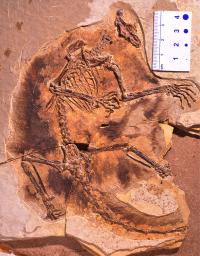 <i>Maiopatagium</i> Fossil
