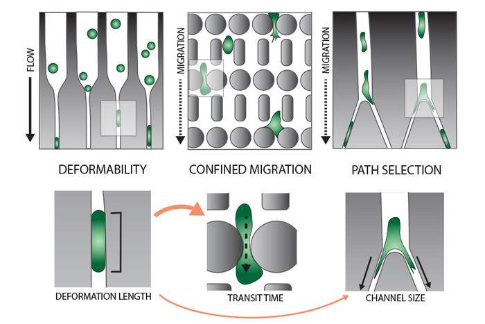 The image shows the three different microfluidic assays that were performed on the cancer cells (top) and the corresponding read-outs (bottom).