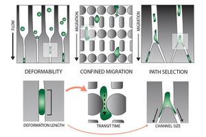 The image shows the three different microfluidic assays that were performed on the cancer cells (top) and the corresponding read-outs (bottom).