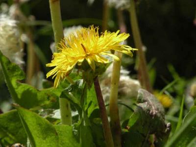 2 New Plants Discovered in Spain