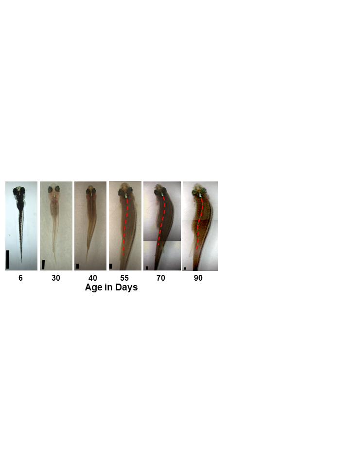 Adolescent Zebrafish Exhibits Scoliosis