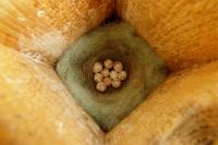 Great Tit Eggs