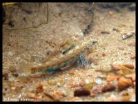 Orangethroat Darter