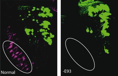 Few Genes Control Neuronal Function