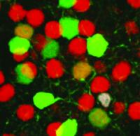 Neuron Regeneration