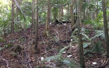 Rainforest Drought