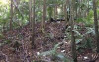 Rainforest Drought