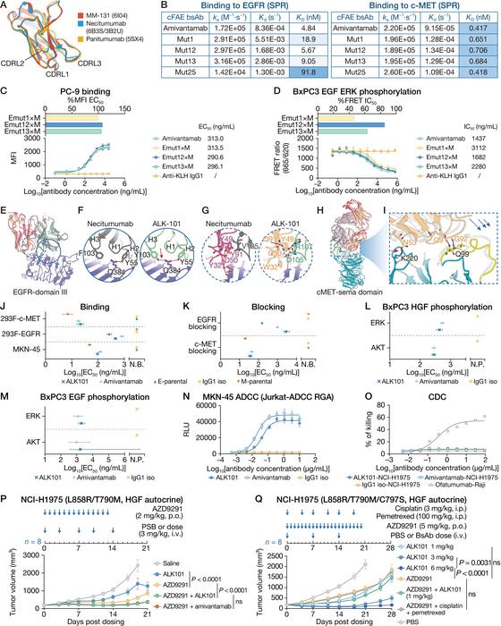 Structure-guided rational design of the common-light-chain EGFR×c-MET bispecific antibody ALK101