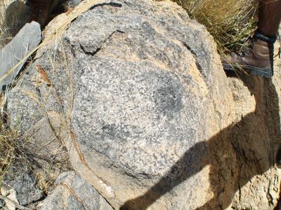 <i>Cloudina</i> Reefs