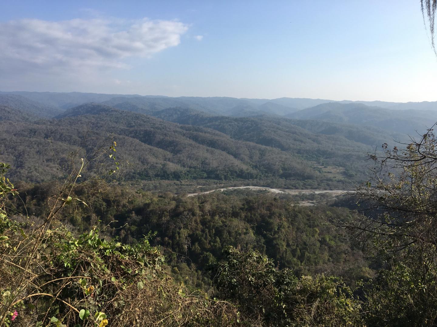 Seasonally dry tropical forest in Tumbes, Peru
