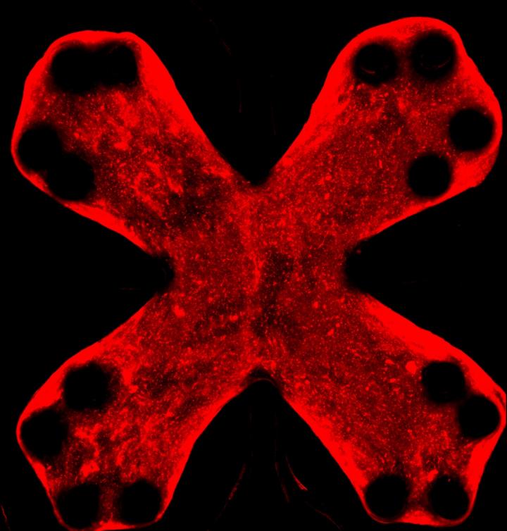 Lung-on-a-chip Mimics Pulmonary Fibrosis
