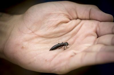 Dragonfly Larva